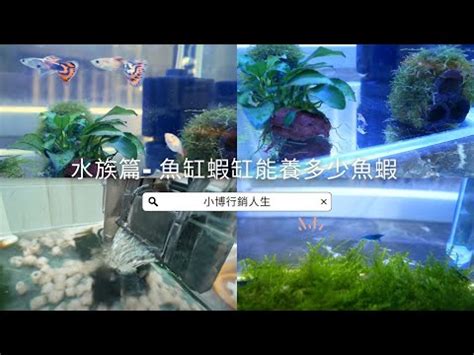 魚缸 魚數量|計算魚缸魚量神器